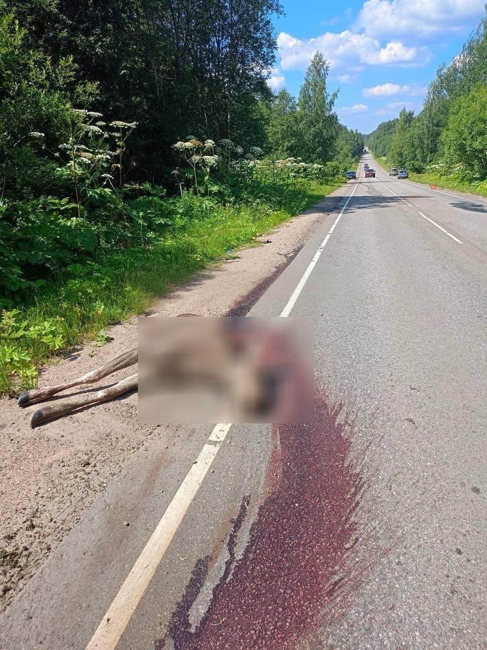 лось разрезанный вв лось