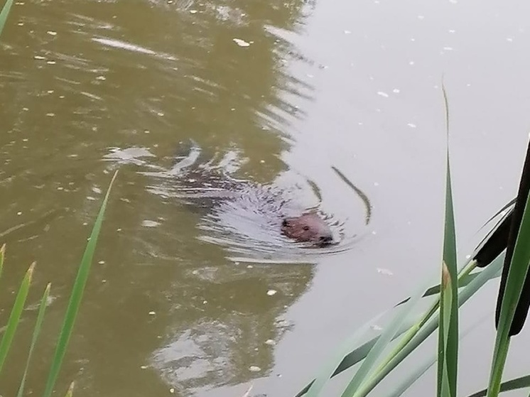 Фото: ИРИНА БЕЗЬ/ОЛЕНИНО НАШ ДОМ 
