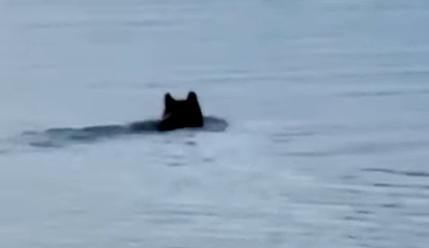 Фото: ВК-сообщество Кимры инфо