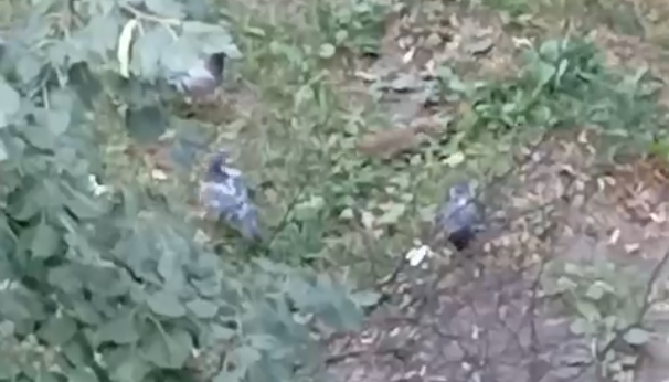 Фото: скриншот с видео/ВК-сообщество 