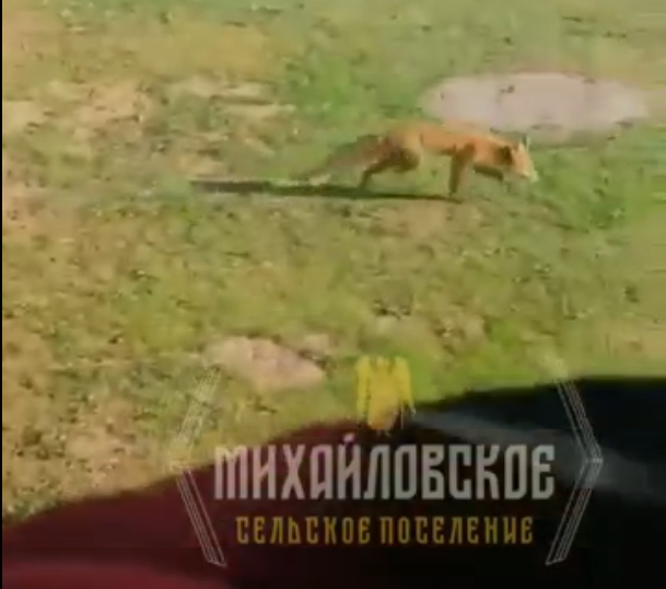 Фото: скриншот с видео/ ВК-сообщество Михайловское сельское поселение