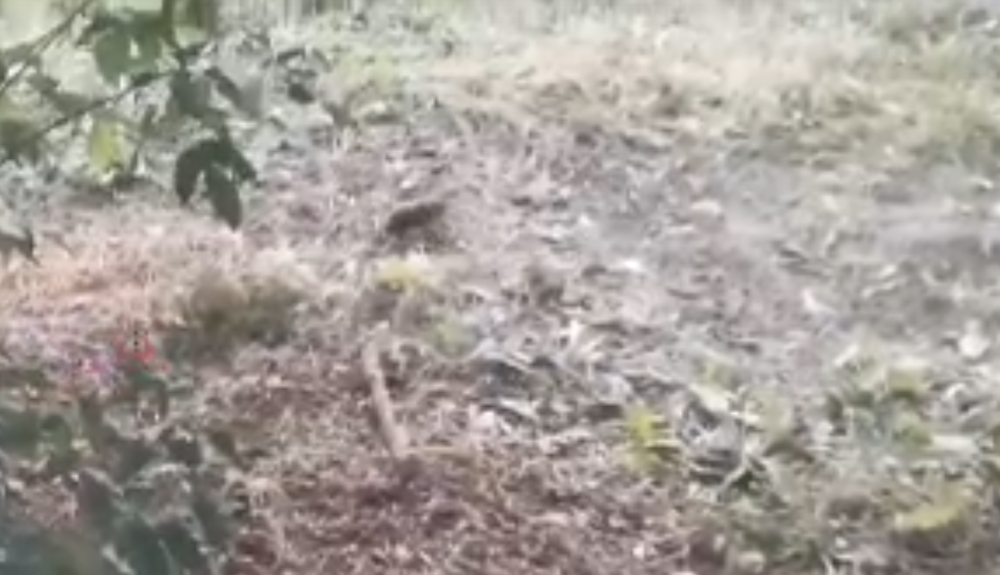 Фото: скриншот с видео / ВК-сообщество 