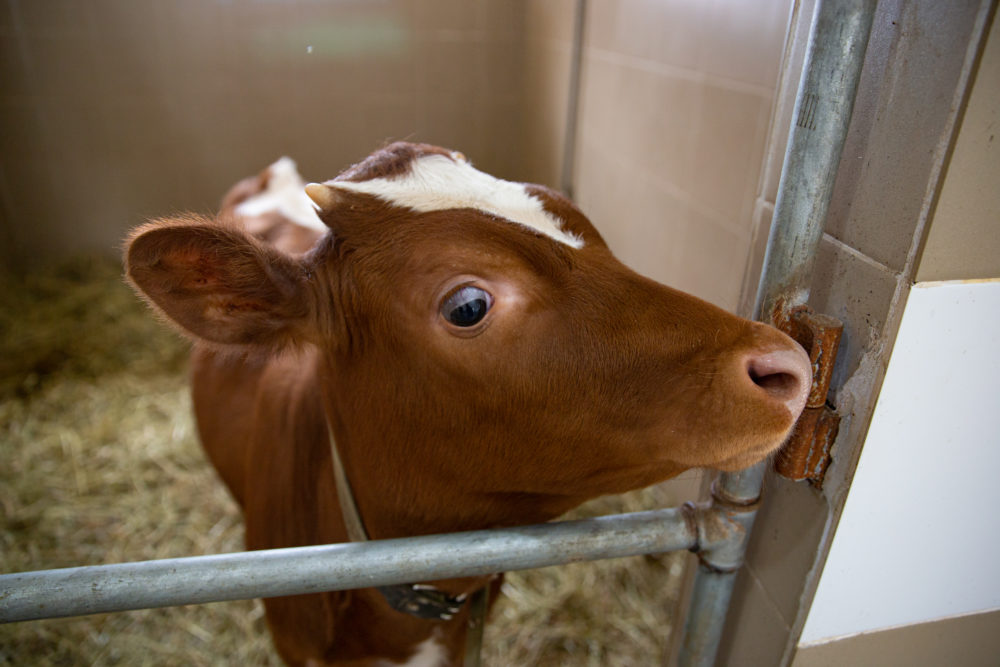 Фото: Зубов Андрей / РИА Верхневолжье