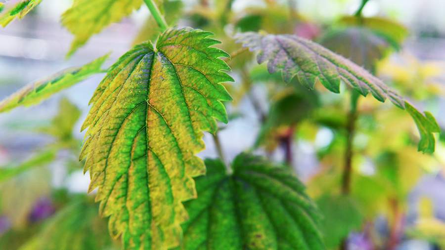 Фото: РИА Новости/Алексей Куденко