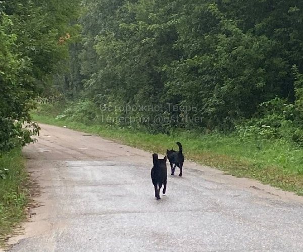 Фото: телеграм-канал 