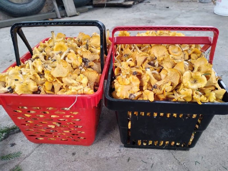 урожай лисичек торжок 1