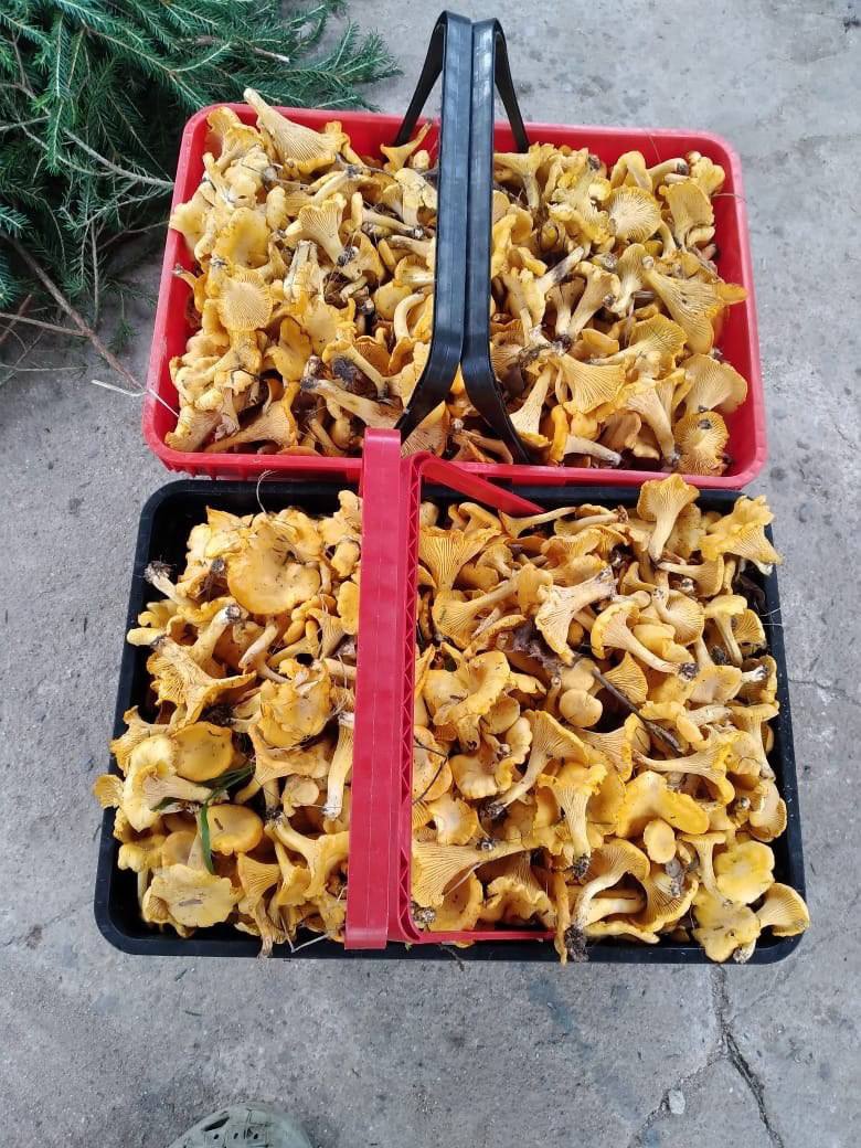 урожай лисичек торжок 2