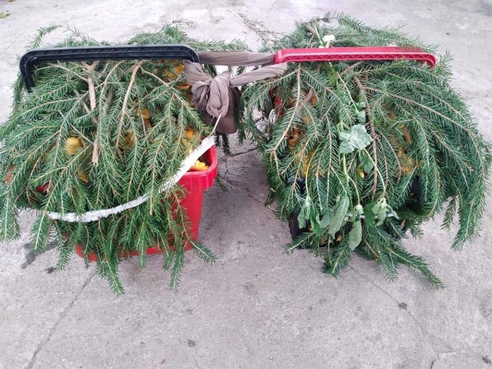 Фото: Телеграм-канал 