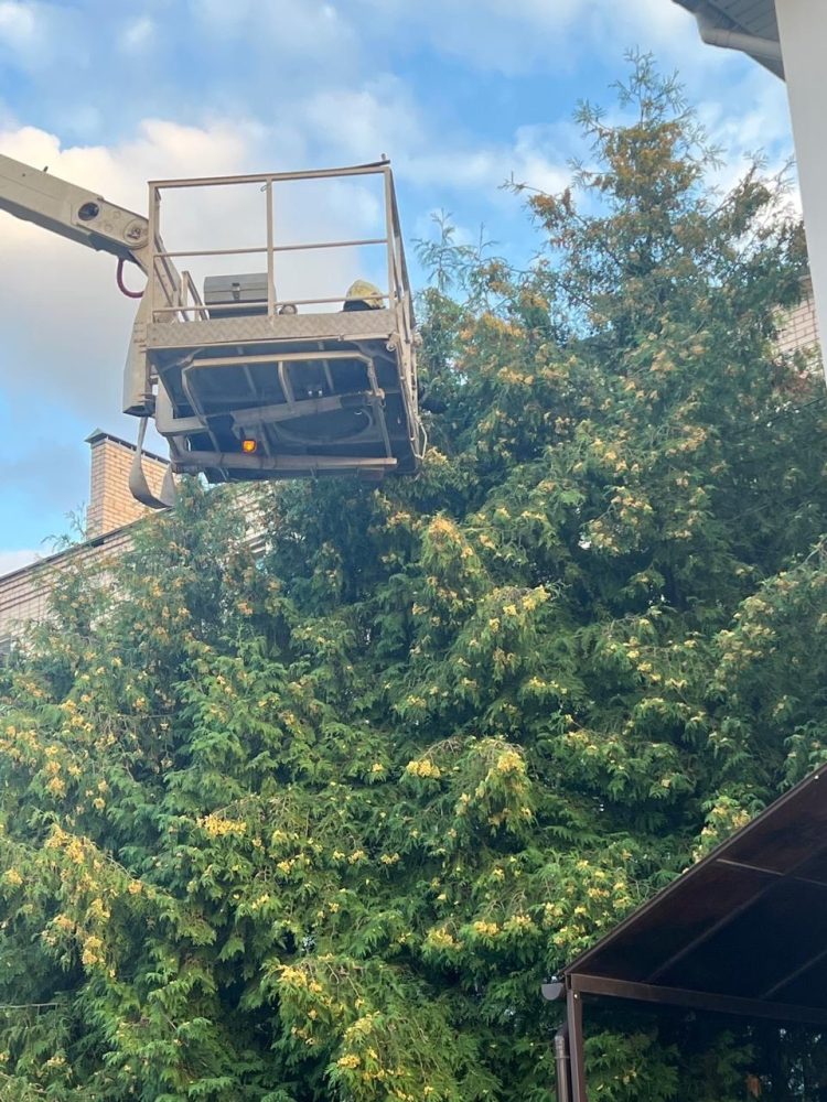 спасение котенка