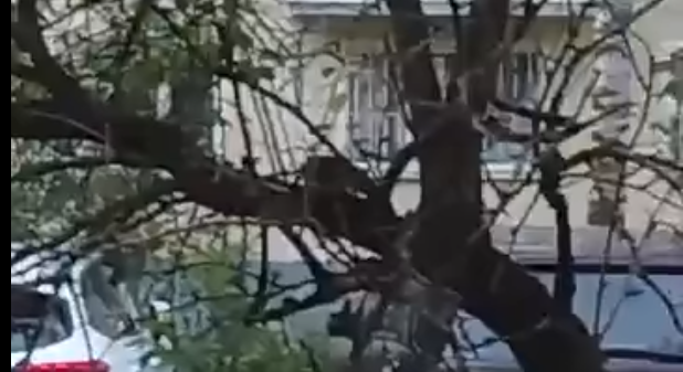 Фото: скриншот с видео/телеграм-канал 