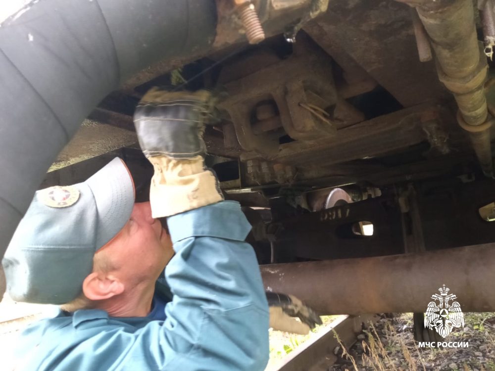 бологое, спасение котенка