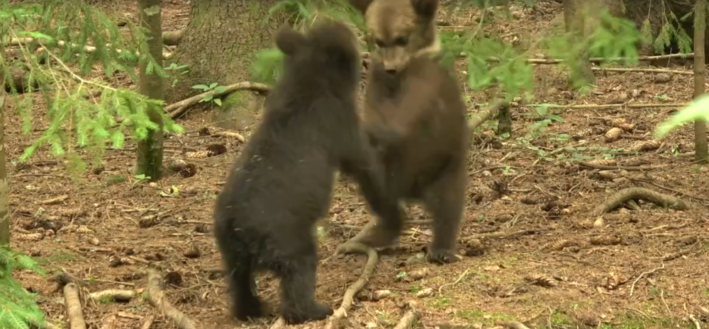 БОКС МИШКИ ААААААААААА