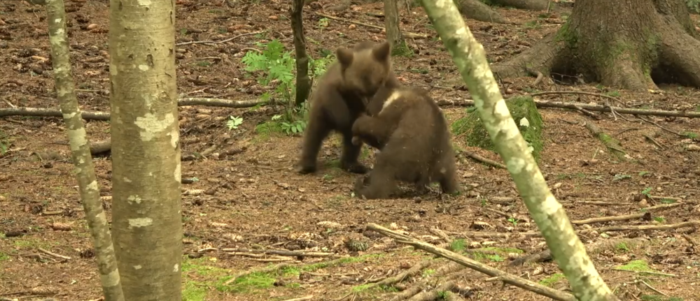 Фото: скриншот с видео/ ВК-сообщество Центр спасения медвежат-сирот