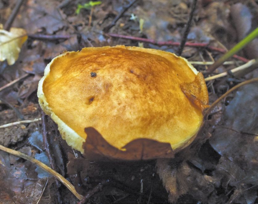 Каштановый гриб. Фото Красная книга Тверской области