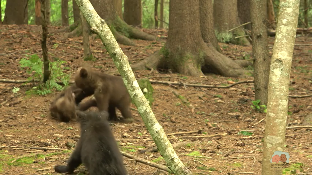 МИШКА НАБЛЮДАТЕЛЬ