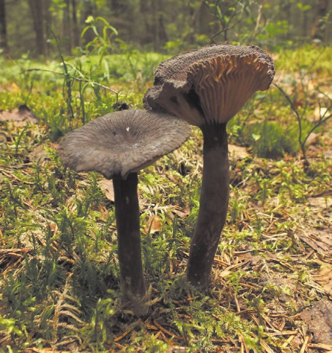 Млечник деревянный. Фото Красная книга Тверской области