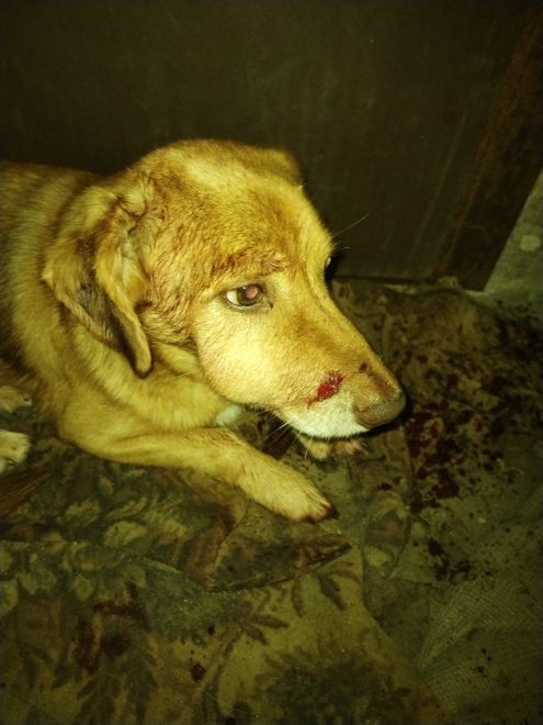 Фото: Инициативная группа по защите животных