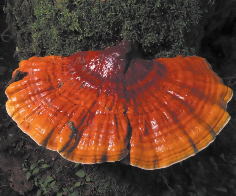 Трутовик блестящий. Фото Красная книга Тверской области