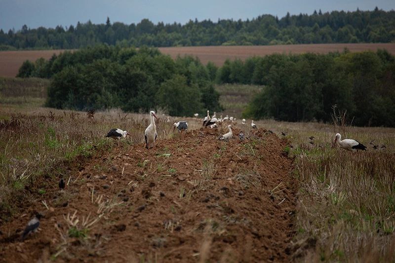 аисты торжок анна купцова 1