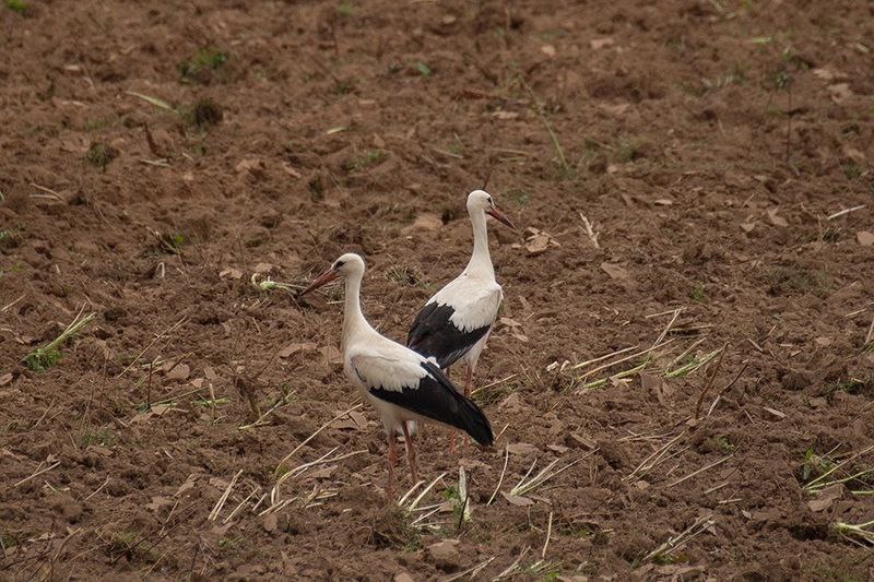 аисты торжок анна купцова 2