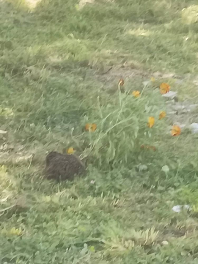 вырванные цветы красномайский 2