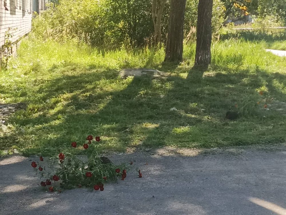 вырванные цветы красномайский 3