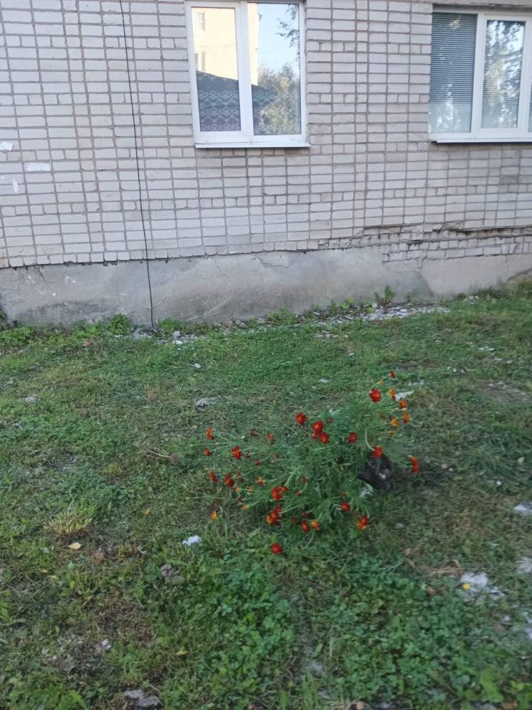 вырванные цветы красномайский 4