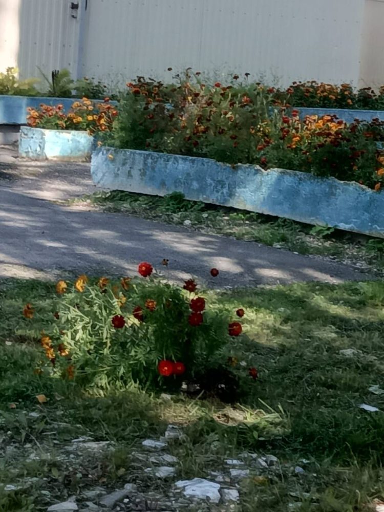 вырванные цветы красномайский 5