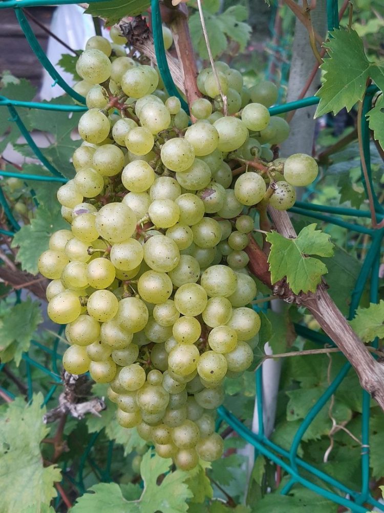 вышневолоцкий виноград 1
