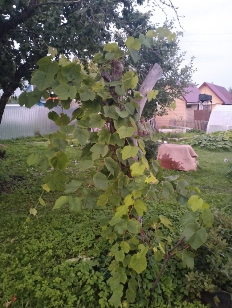 вышневолоцкий виноград 2