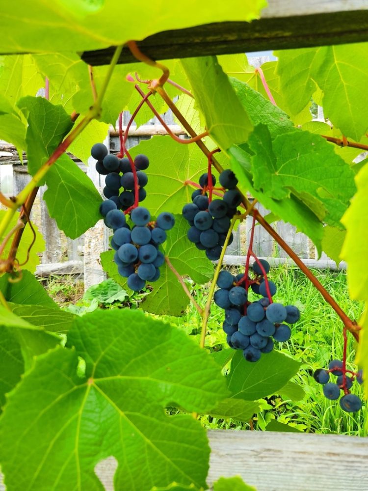вышневолоцкий виноград 3