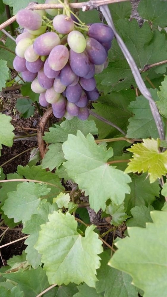 вышневолоцкий виноград 4