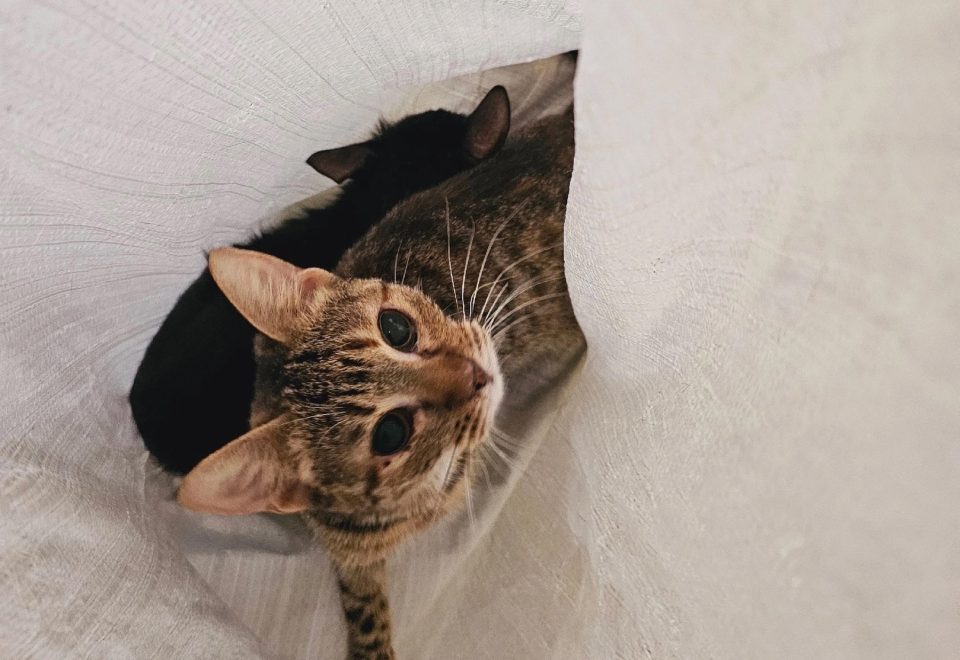 Фото: Инициативная группа по защите животных/ВК