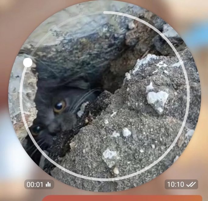 Фото: .группа
Инициативная группа по защите животных