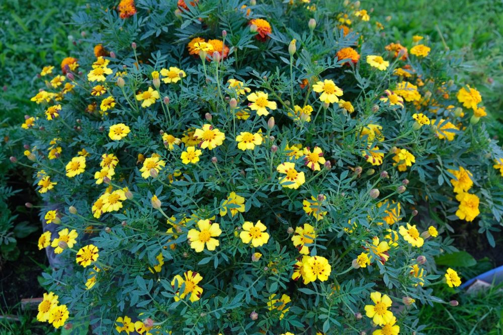 нелидово благоустройство при бане 2