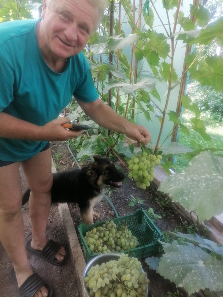 орлов александр виноград 3