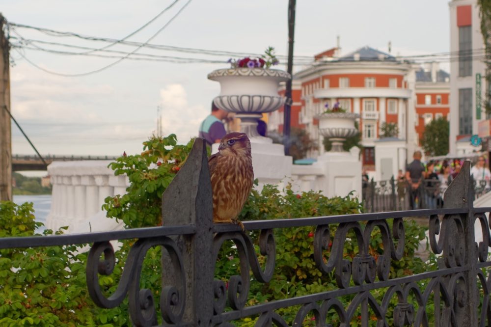 Фото: Роман Какоткин / ПОДСЛУШАНО У ВОДИТЕЛЕЙ. ТВЕРЬ