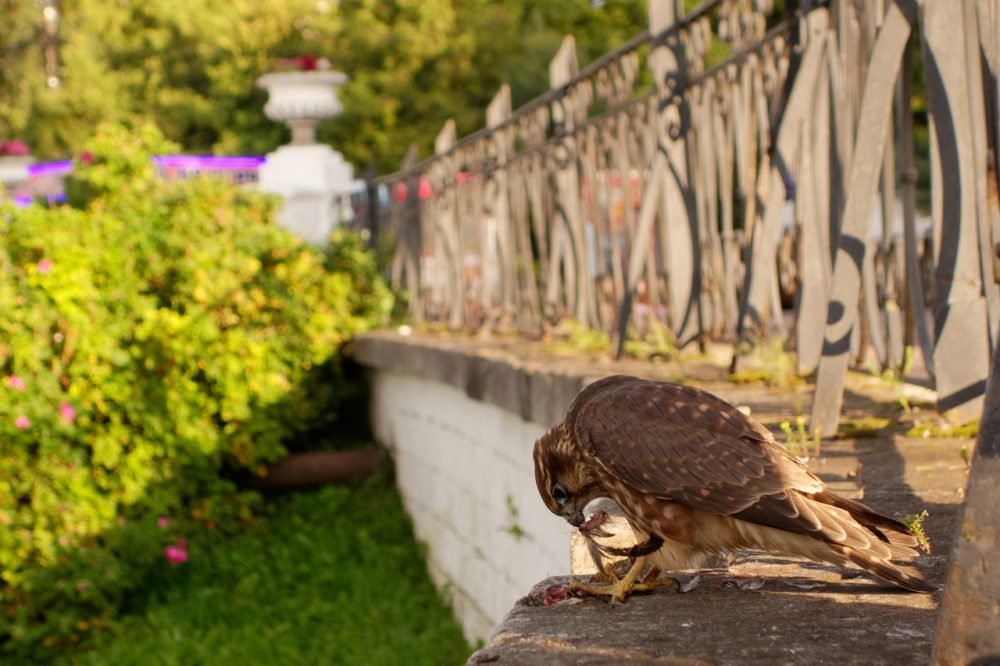 птица горсад подслушано у водителей 3