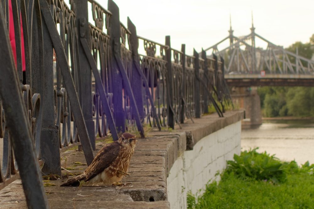 птица горсад подслушано у водителей 4