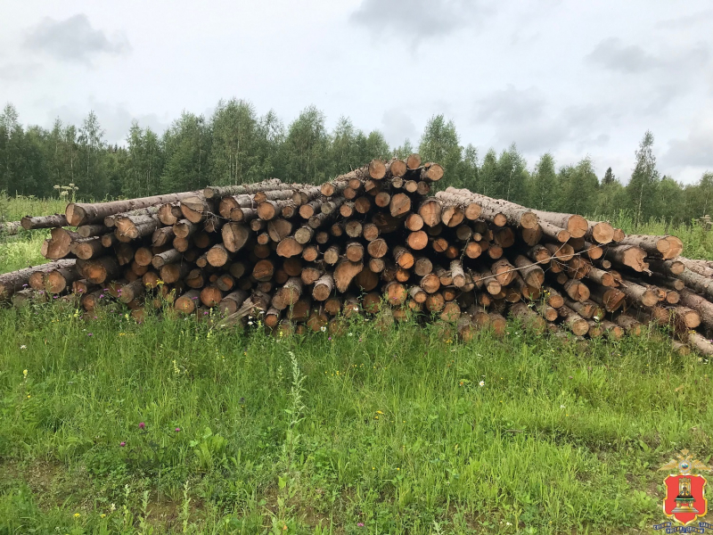 спил деревьев