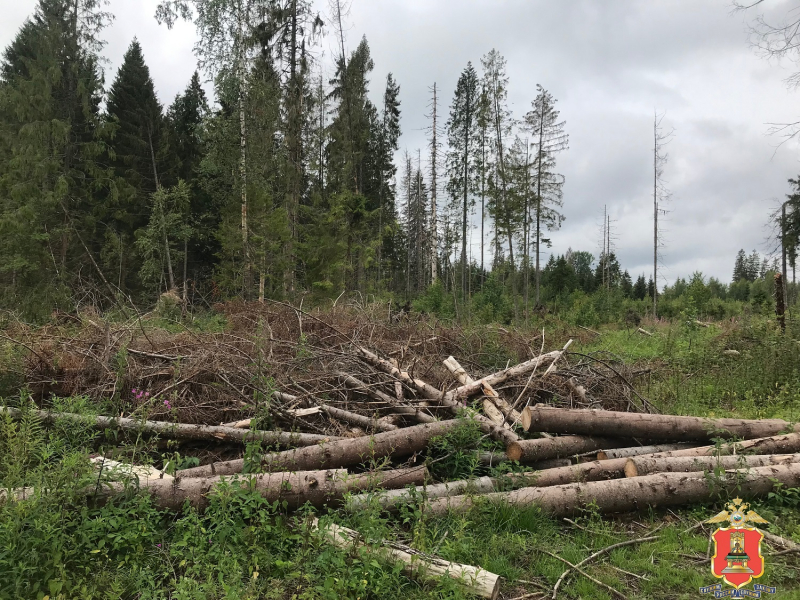 спил деревьев