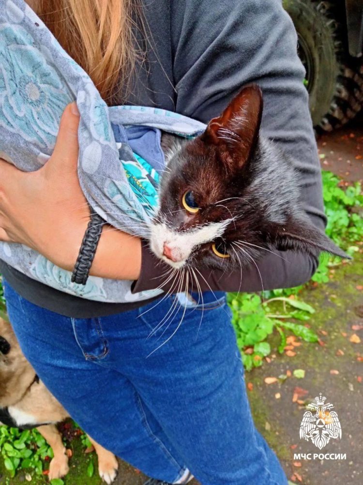 кот, нелидово