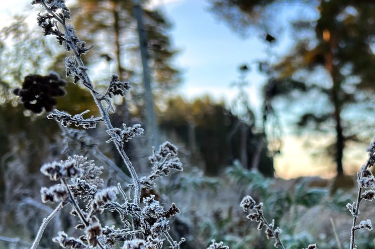 заморозки (1)
