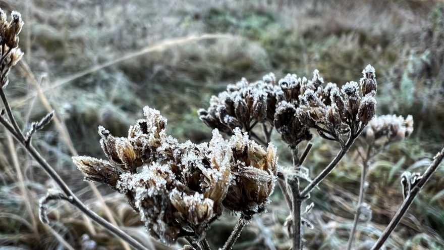 заморозки (4)
