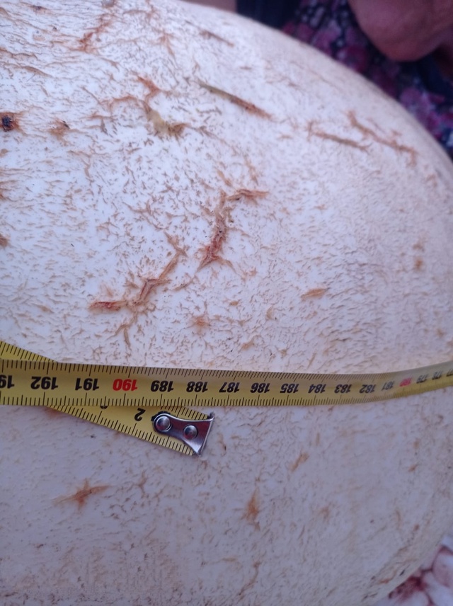 колоссальная тыква с вышнего волочка 2