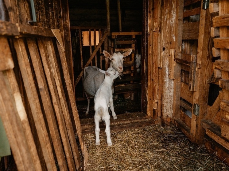 Фото: Максим Школьников/РИА Верхневолжье