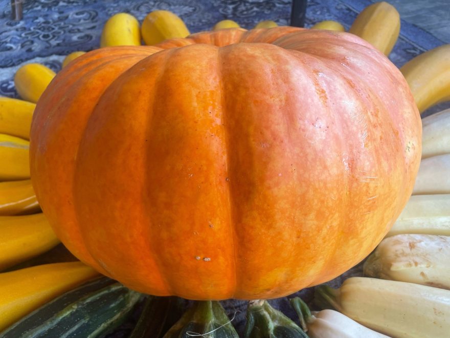 сообществ Вышний Волочёк говорим и показываем 1