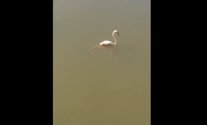 Фото: Птицы Тверской области