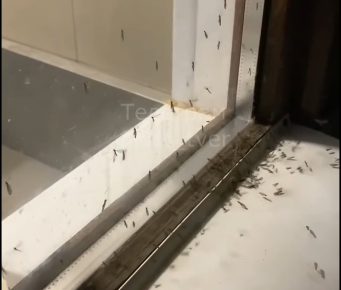 Фото: скриншот с видео/ВК-сообщество 