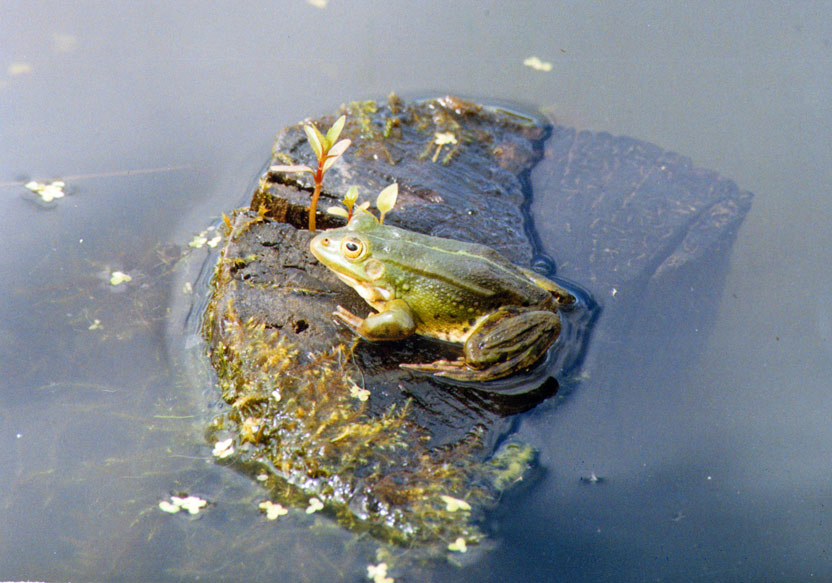 Фото: Центрально-Лесной заповедник